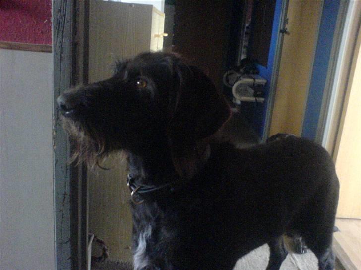 Ruhåret hønsehund Kia billede 7