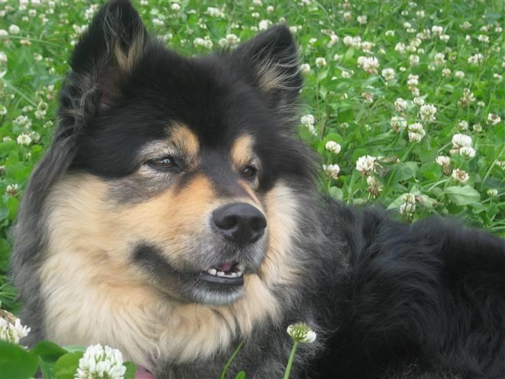 Finsk lapphund  Finda Windy - kløvermark..<3<3 billede 1