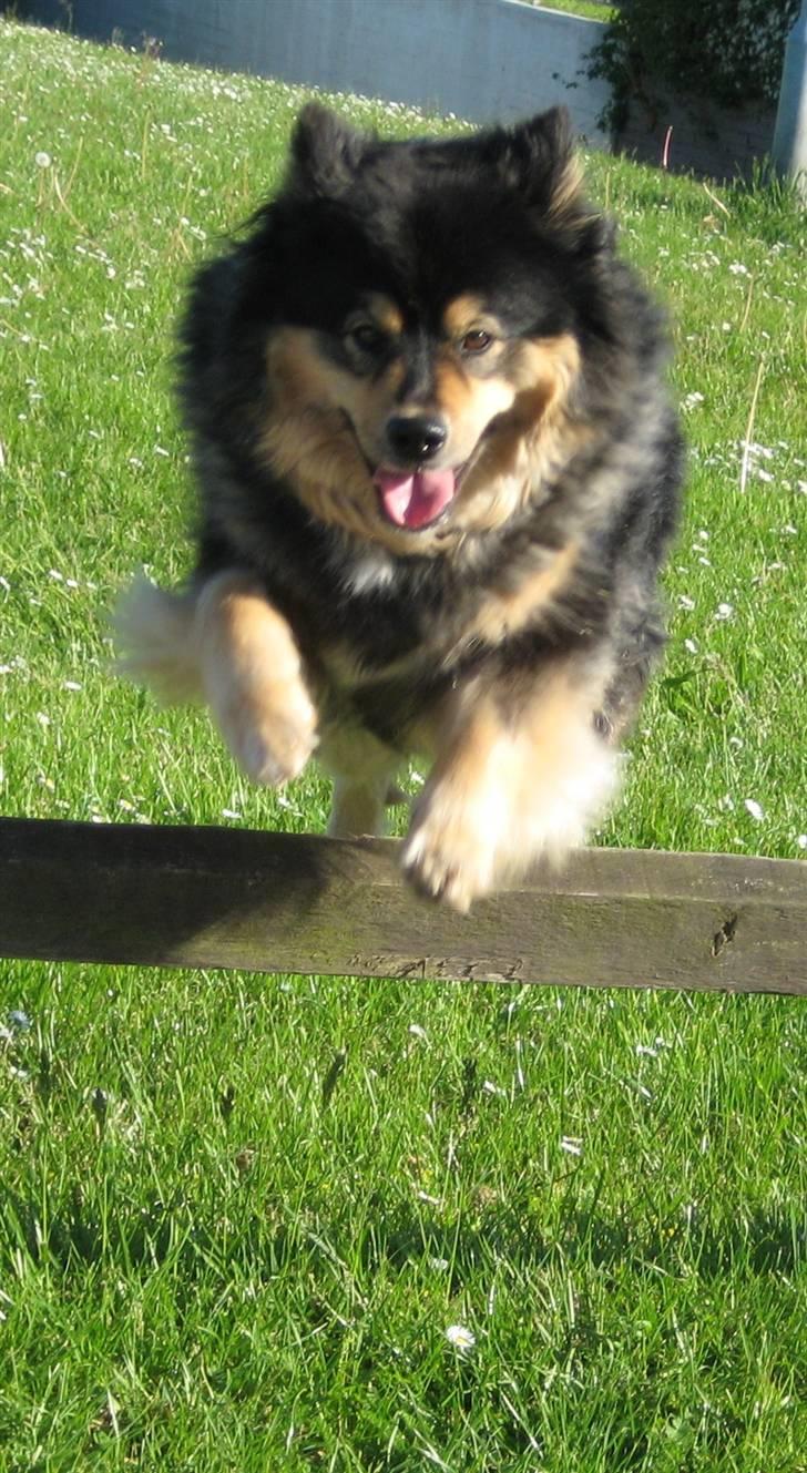 Finsk lapphund  Finda Windy - jump into my heart... <33 billede 2