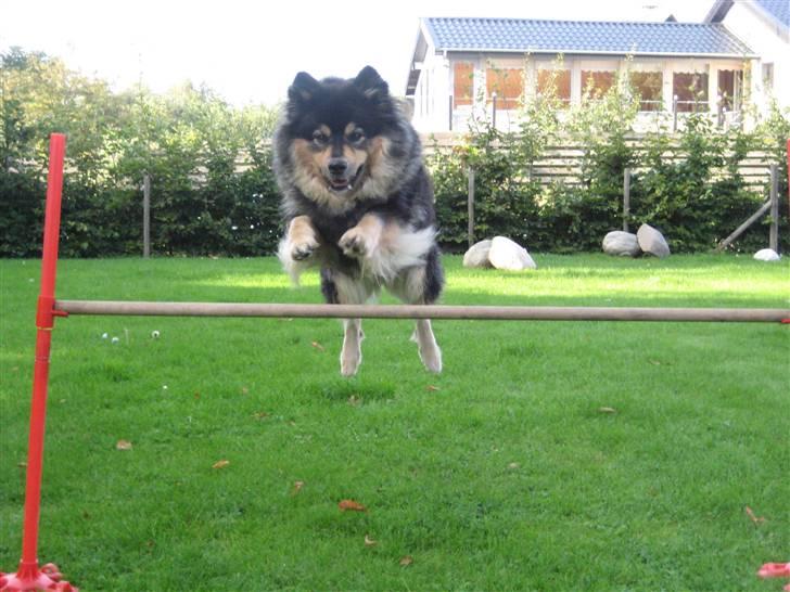 Finsk lapphund  Finda Windy - Uhh jeg er dygtig billede 3