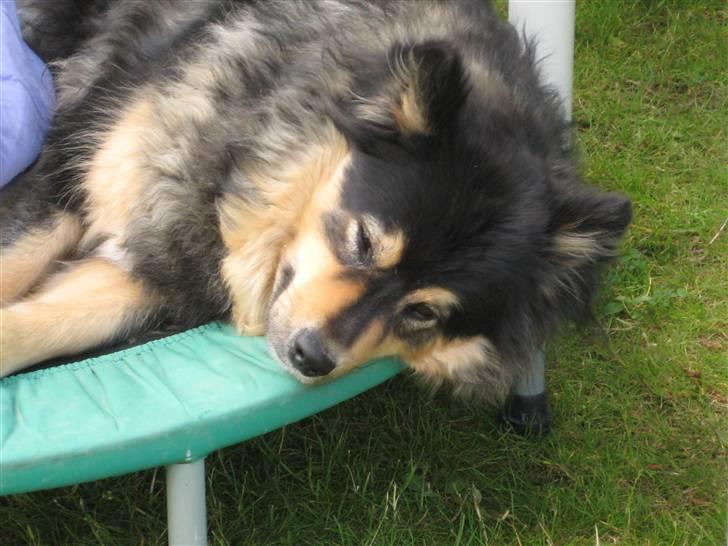 Finsk lapphund  Finda Windy - jeg er så træt billede 4