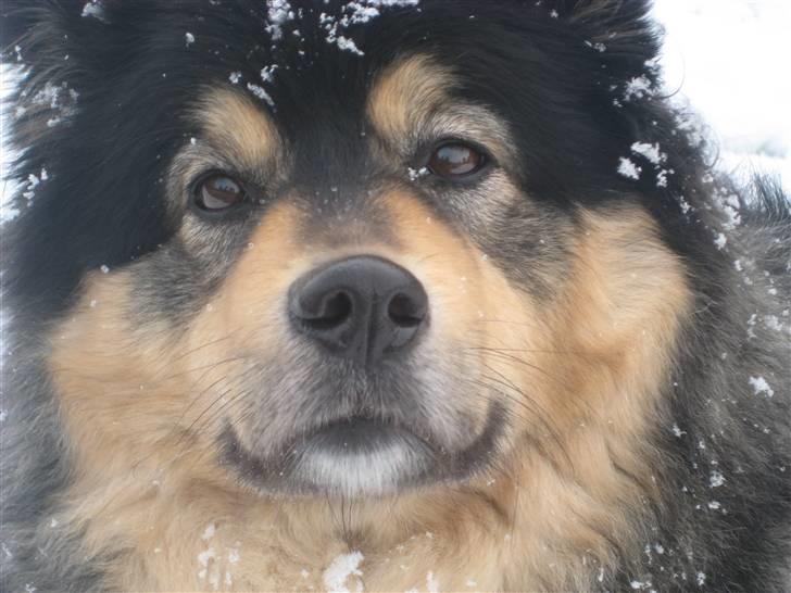 Finsk lapphund  Finda Windy - hej windy <3 billede 5