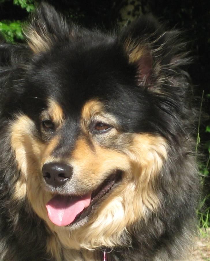 Finsk lapphund  Finda Windy - nej.. hvor er jeg smuk.. <3 billede 6