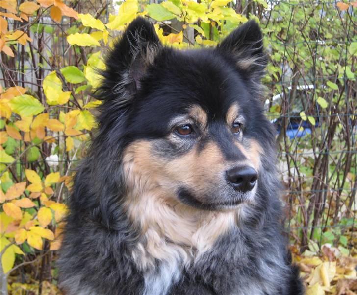 Finsk lapphund  Finda Windy - den store hvide verden billede 7