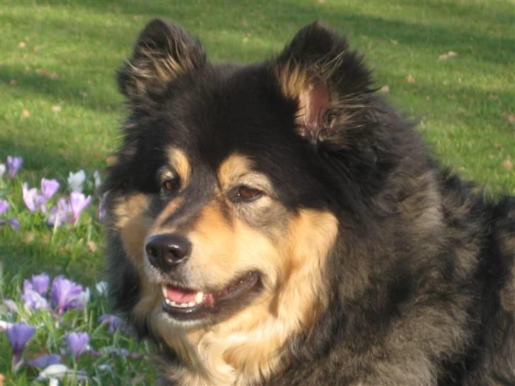 Finsk lapphund  Finda Windy - elsker blomster..<3 billede 8