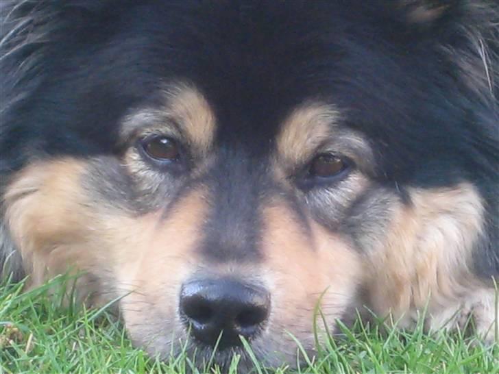 Finsk lapphund  Finda Windy - elsker dig billede 9