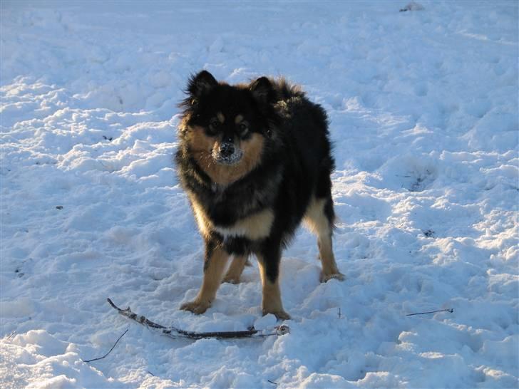 Finsk lapphund  Finda Windy - det er dejligt med sne<33 billede 10