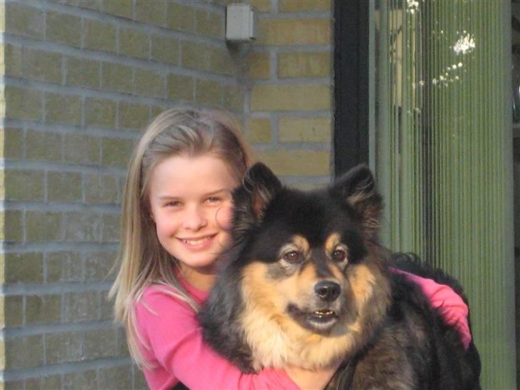 Finsk lapphund  Finda Windy - Nyt** billede 11