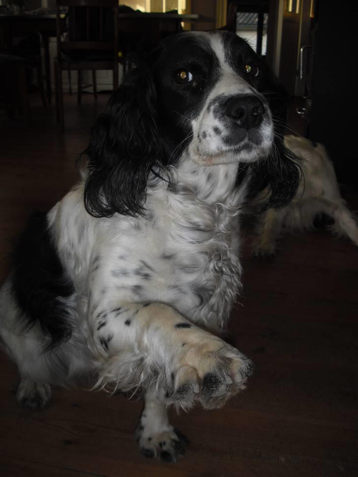 Field Trial spaniel ina <33 forever<33 - jeg kan også vingke så ses hihi billede 20