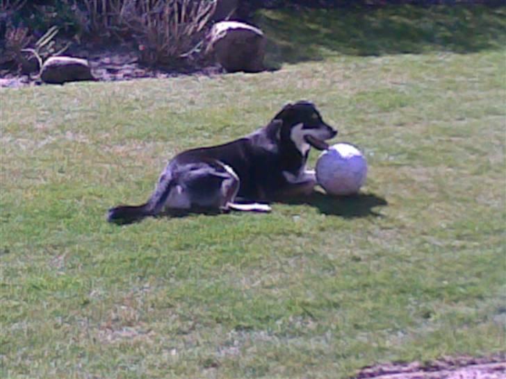 Blanding af racer Joy billede 10