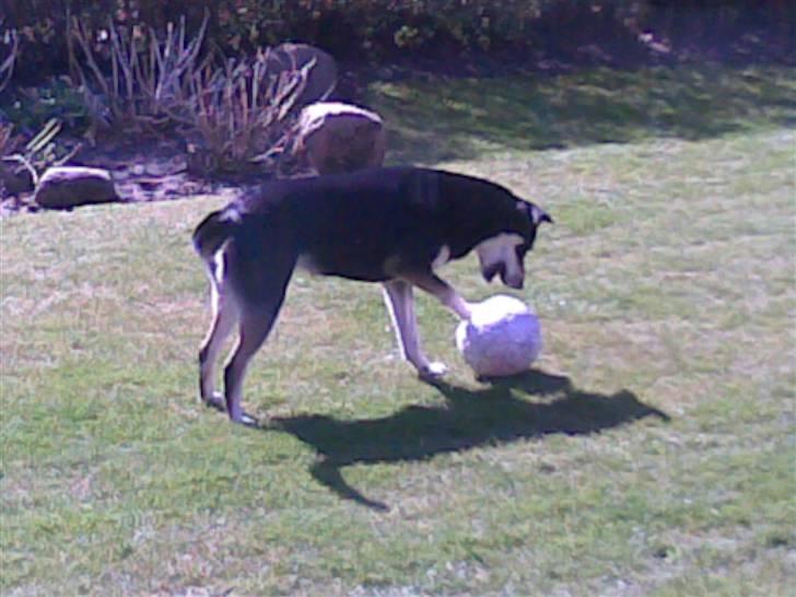 Blanding af racer Joy billede 11