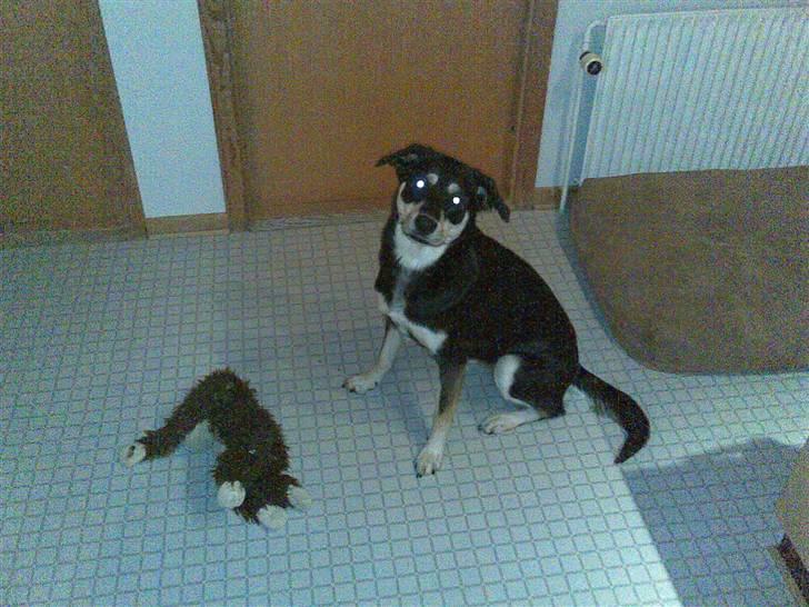 Blanding af racer Joy billede 12