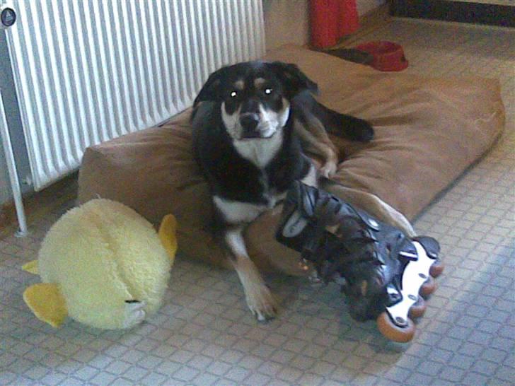 Blanding af racer Joy billede 13