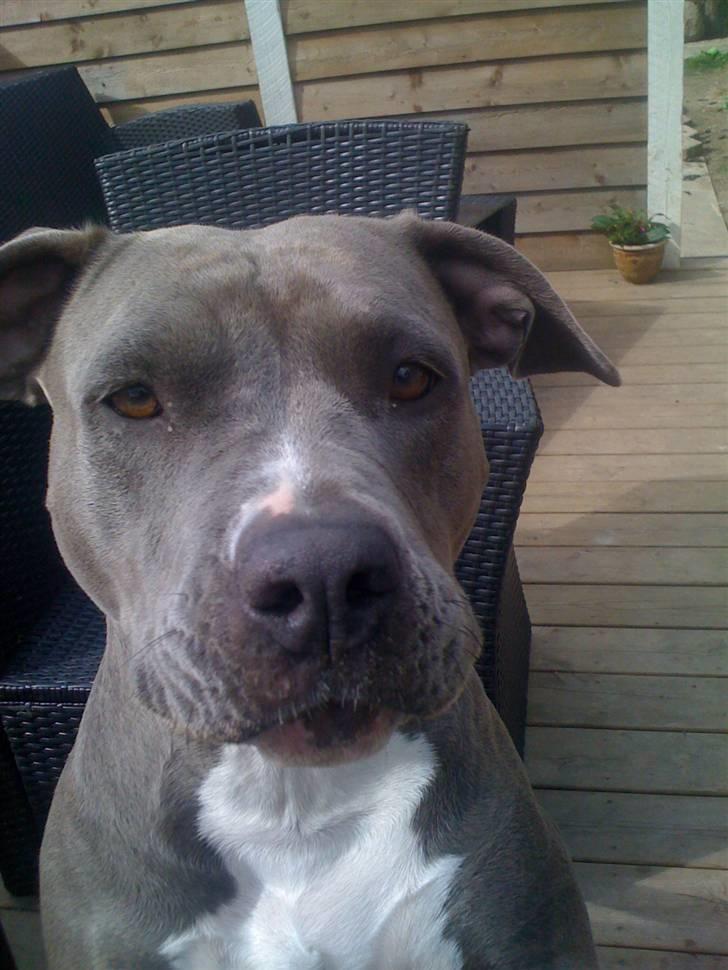 Amerikansk staffordshire terrier gucci - gucci billede 1