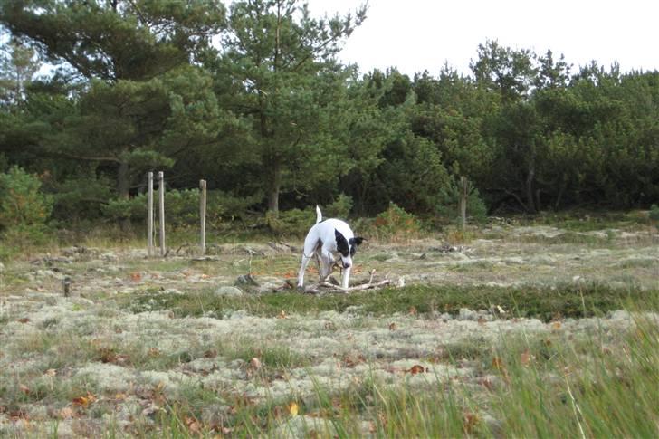 Dansk svensk gaardhund Mille  - Mille kæmper med en stor græn men hun opgiver ikke (;: billede 17