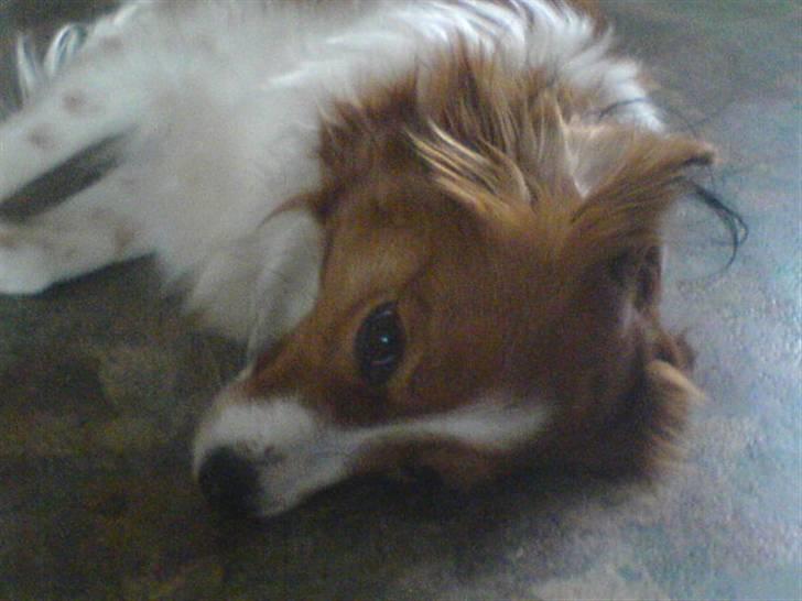 Kooikerhondje Didi - Didi billede 12