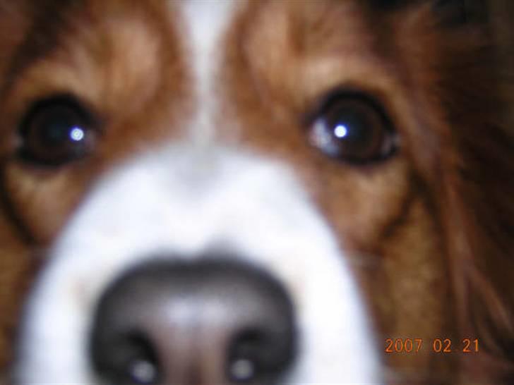 Kooikerhondje Didi - Didi billede 13