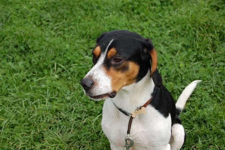 Blanding af racer Buller billede 15