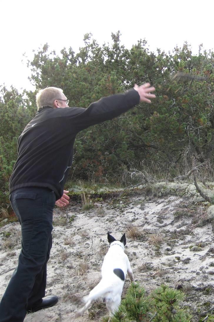 Dansk svensk gaardhund Mille  billede 18