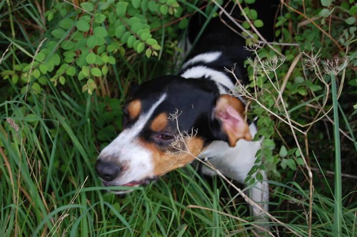 Blanding af racer Buller billede 16