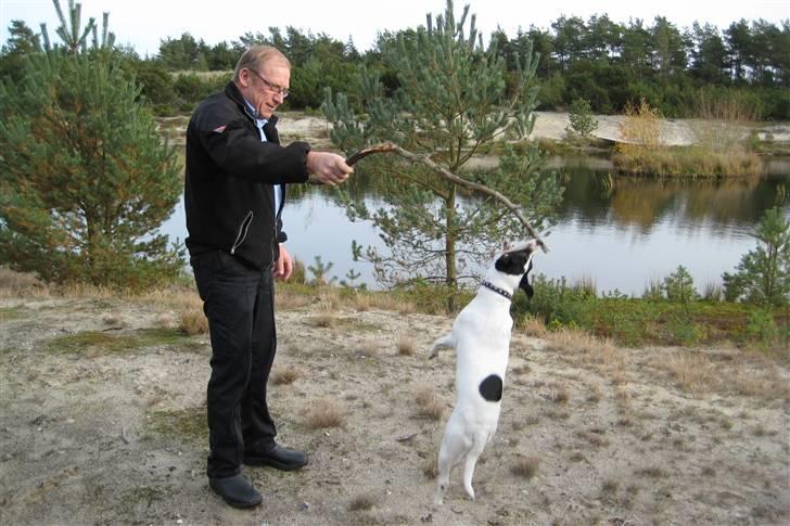 Dansk svensk gaardhund Mille  - min far træner mille i og springe  billede 19