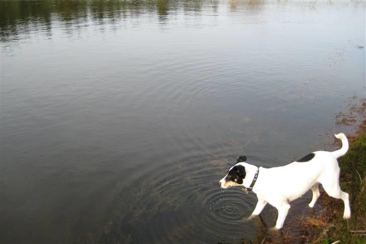 Dansk svensk gaardhund Mille  - mille er blevet rigtig glad for vand (: billede 20