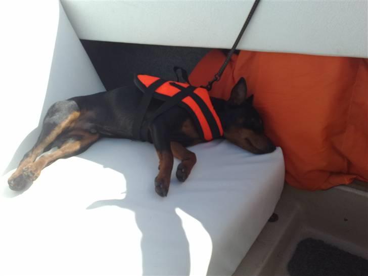 Dvaergpinscher Aladin billede 8