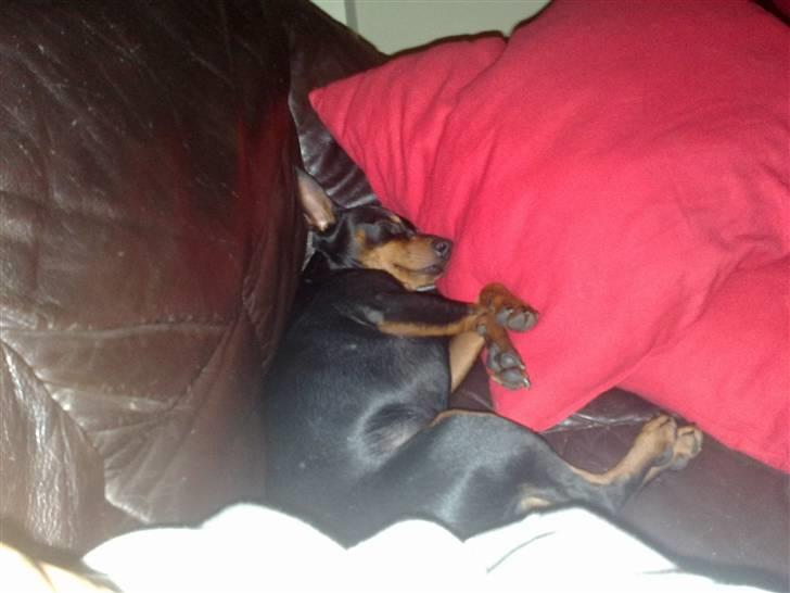 Dvaergpinscher Aladin billede 9