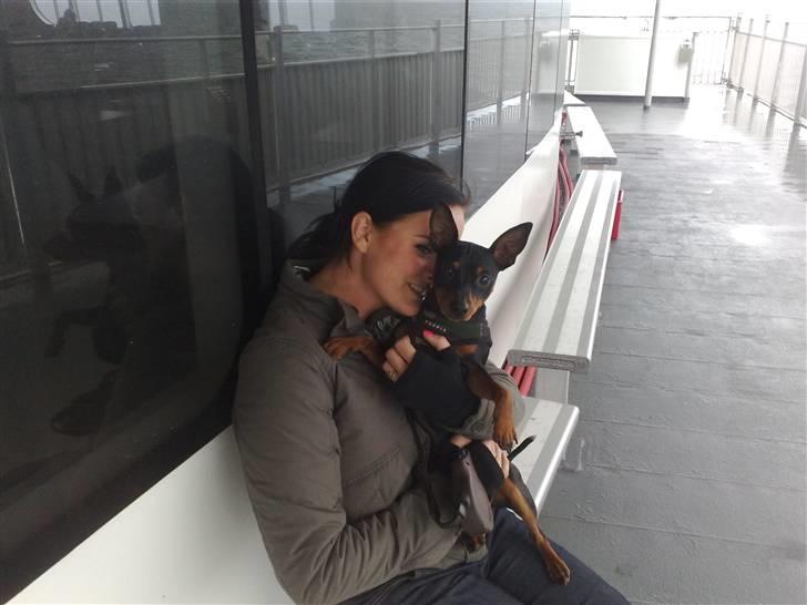 Dvaergpinscher Aladin billede 10