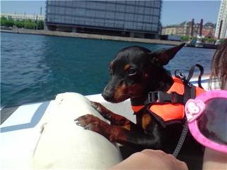 Dvaergpinscher Aladin billede 11