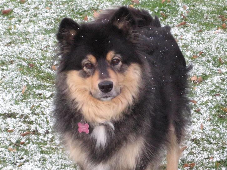 Finsk lapphund  Finda Windy - Sne er det bedste billede 12