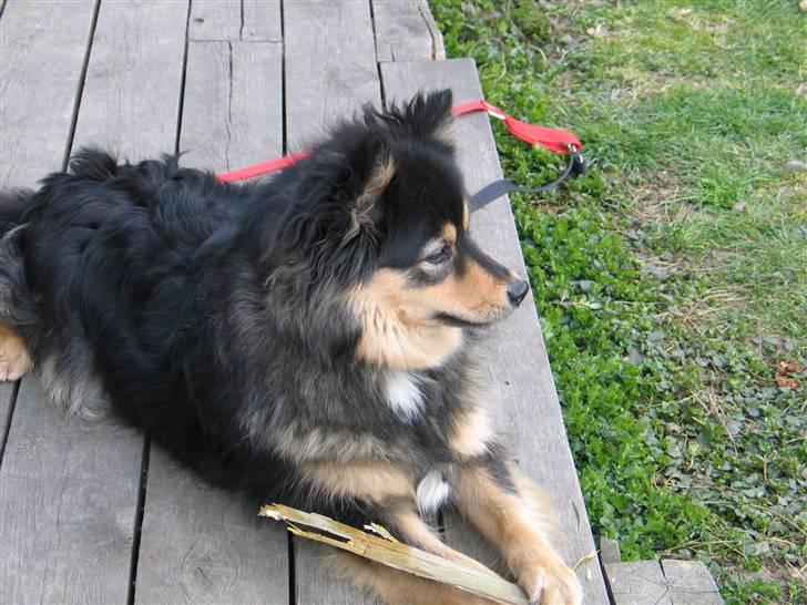 Finsk lapphund  Finda Windy - ingen må tage mit kødben billede 13