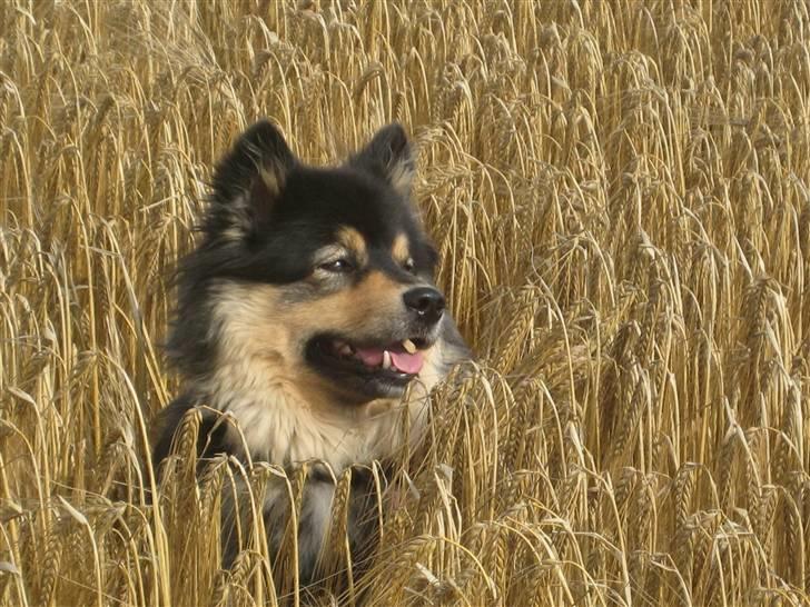 Finsk lapphund  Finda Windy - hygger i en kornmark*nyt*<3 billede 15