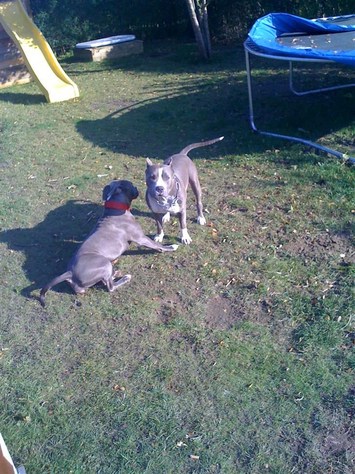 Amerikansk staffordshire terrier gucci - en ny ven han er bare dejlig at lege med... billede 2