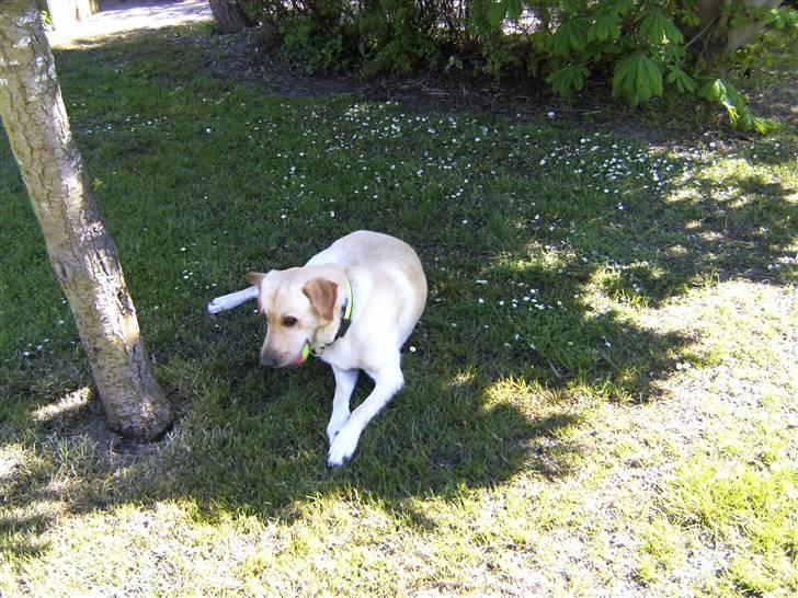 Blanding af racer Rocky billede 11