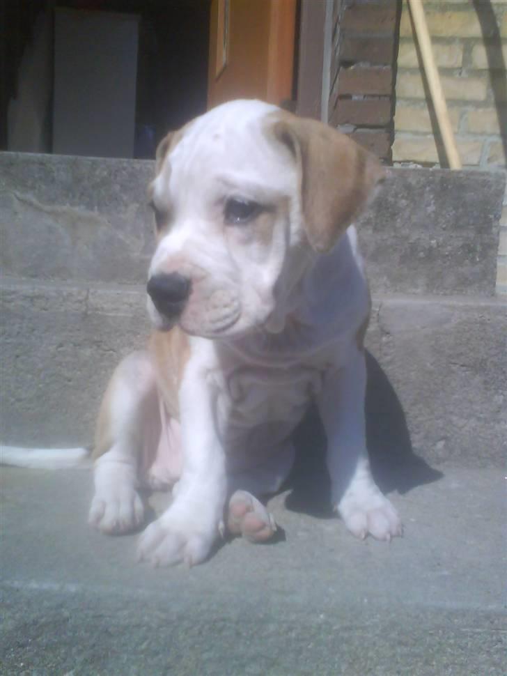 Mallorca Mastiff / Ca de Bou Amiga - Kun 8 uger gammel .. billede 2