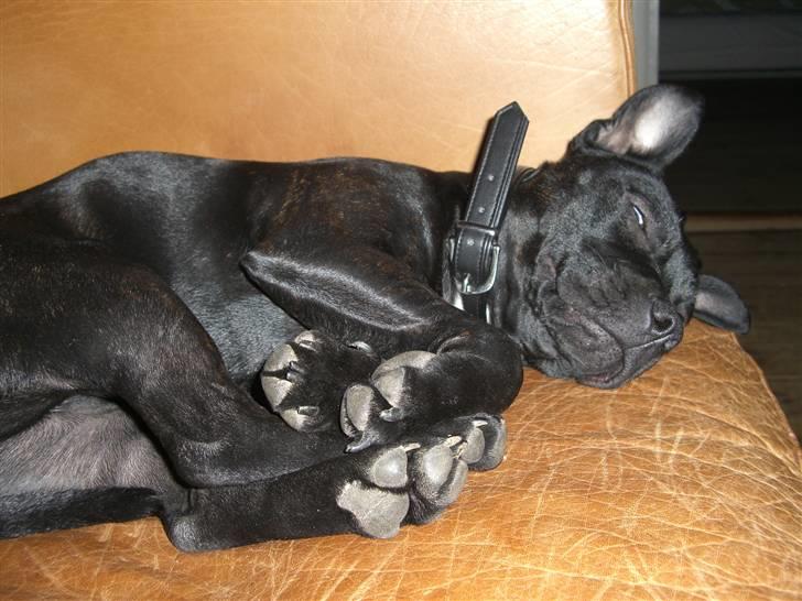 Staffordshire bull terrier Berta prut billede 3