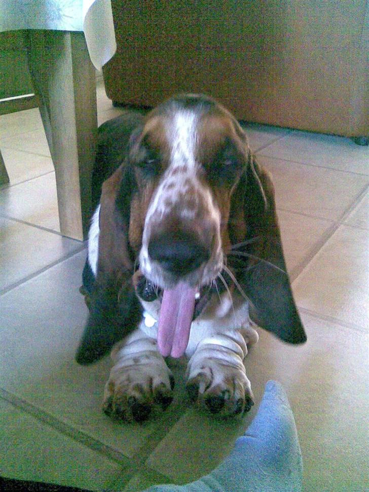 Basset hound bastian RIP <3 billede 17