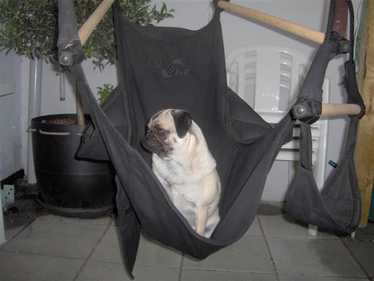 Mops Ronja billede 1
