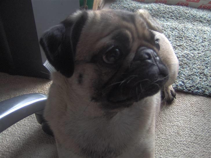 Mops Ronja billede 2