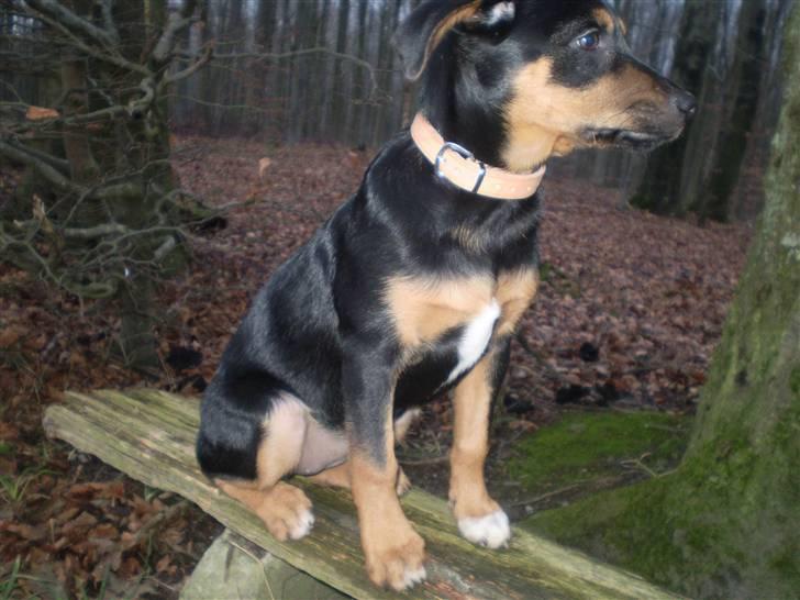 Blanding af racer Lilo - se hvor smuk jeg er:D billede 12