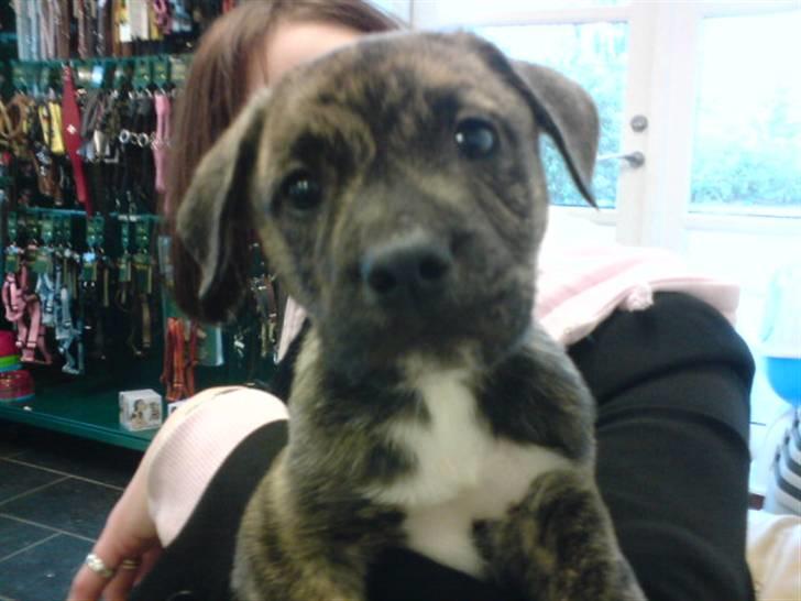 Blanding af racer Max billede 1