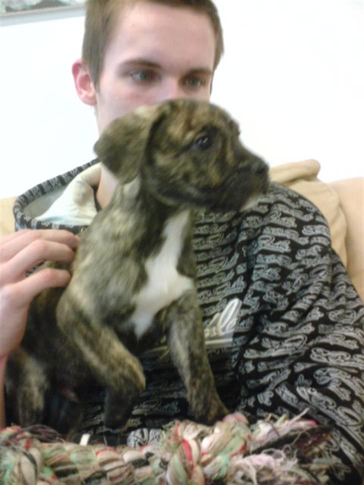 Blanding af racer Max billede 2