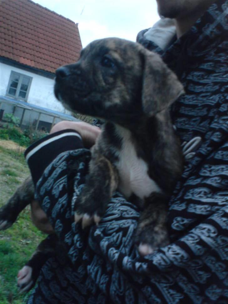 Blanding af racer Max billede 3