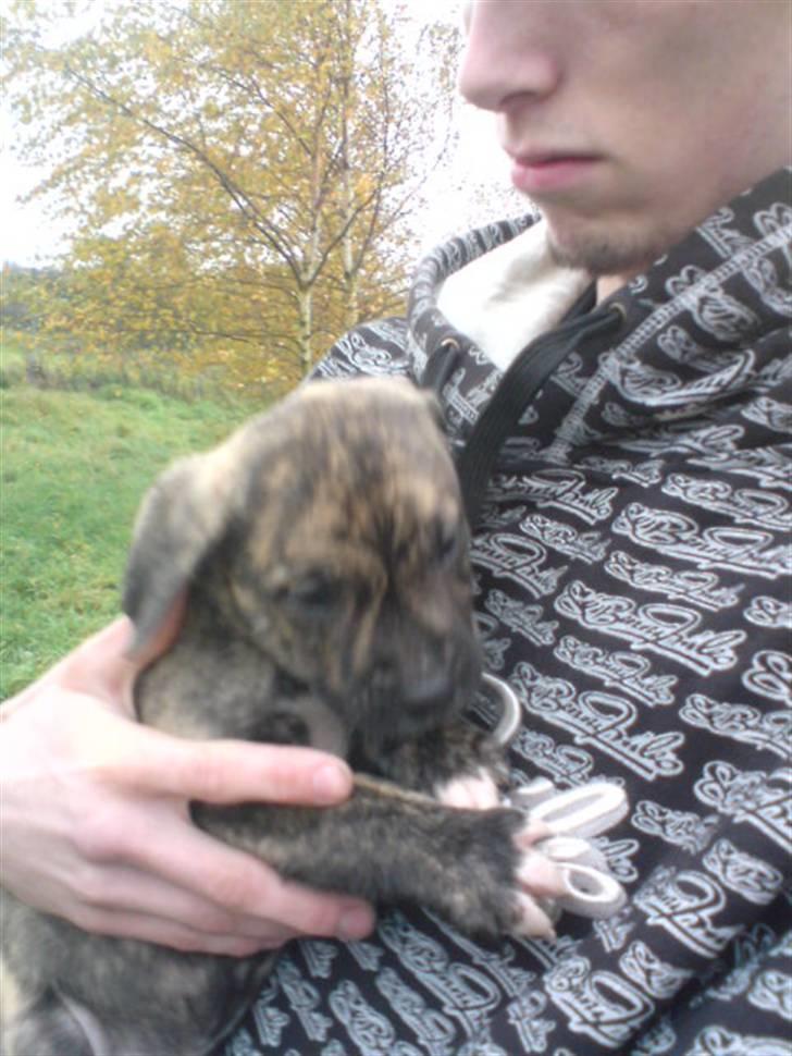 Blanding af racer Max billede 4