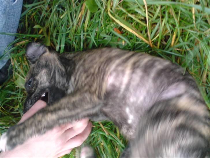 Blanding af racer Max billede 5