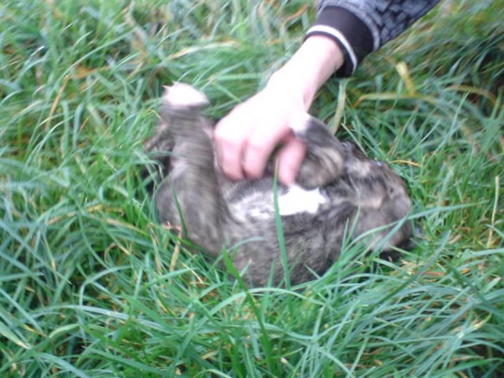 Blanding af racer Max billede 6