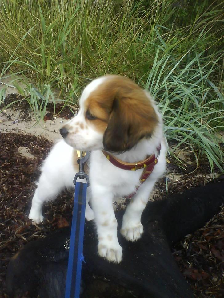 Kooikerhondje Høgedals Lady Smilla billede 9