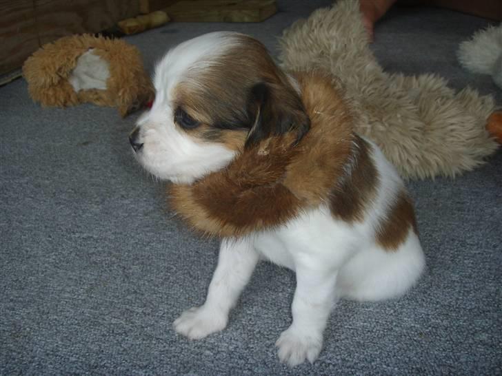 Kooikerhondje Høgedals Lady Smilla billede 10