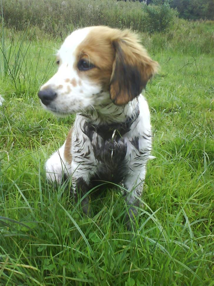 Kooikerhondje Høgedals Lady Smilla billede 11